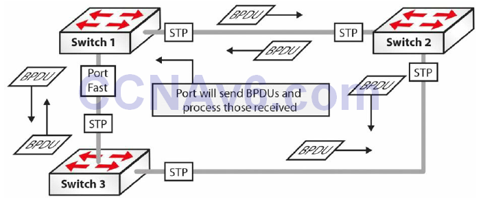 Section 31 – Spanning Tree Protocol 33